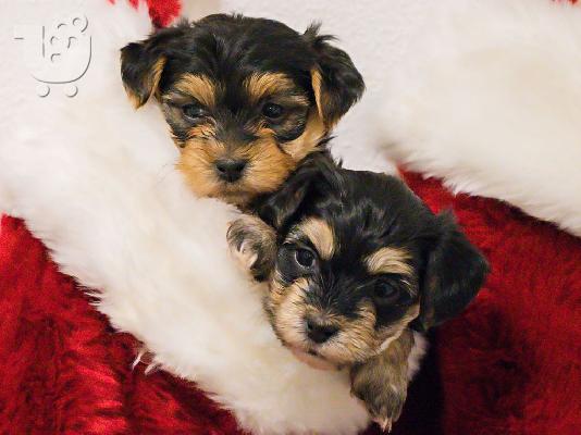 Yorkie για 200 €